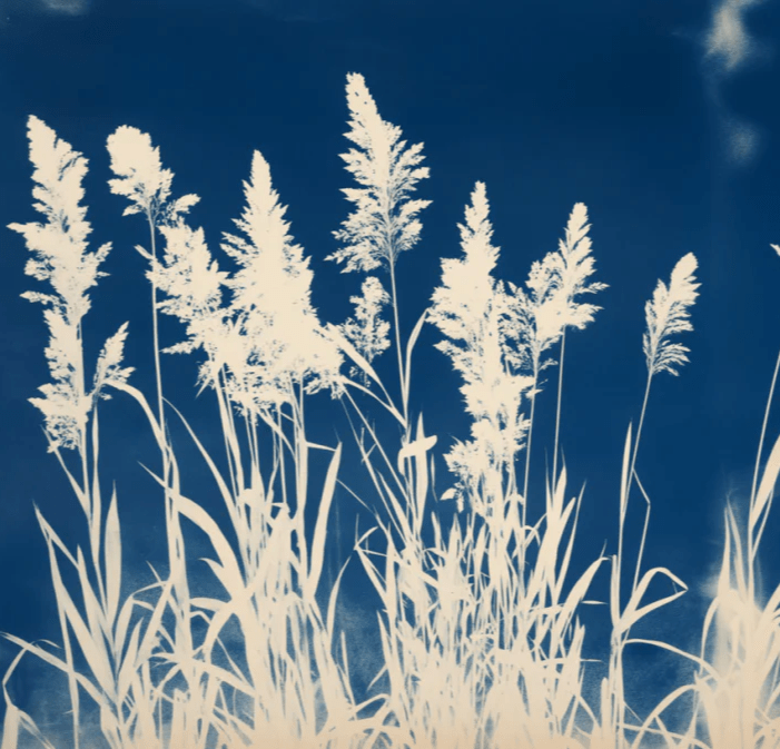 Herbes Folles en Cyanotype - Illulart: Papier peint panoramique