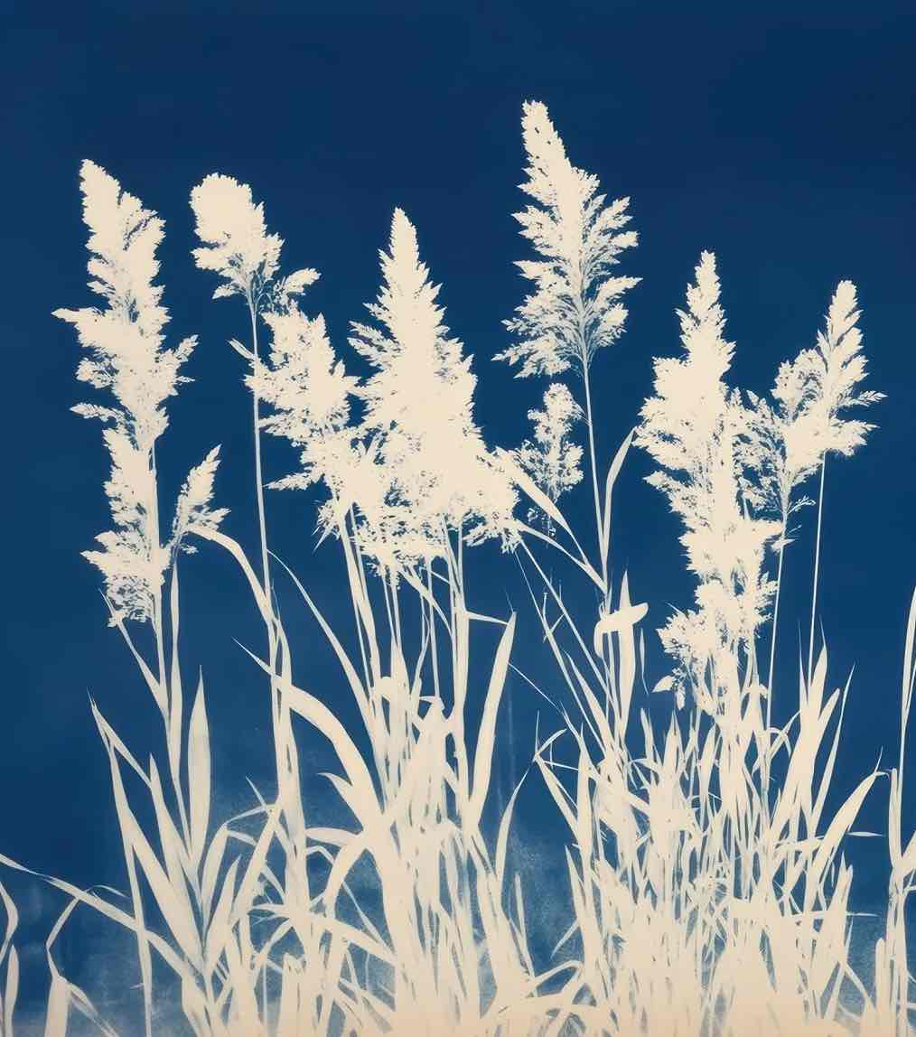 Herbes Folles en Cyanotype - Illulart: Papier peint panoramique