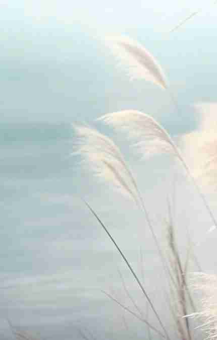 Herbes Sauvages - Panoramique mural - Illulart: Papier peint panoramique