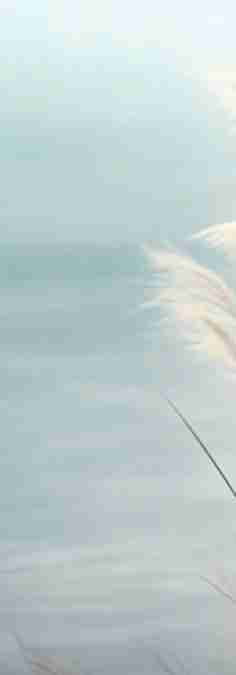 Herbes Sauvages - Panoramique mural - Illulart: Papier peint panoramique