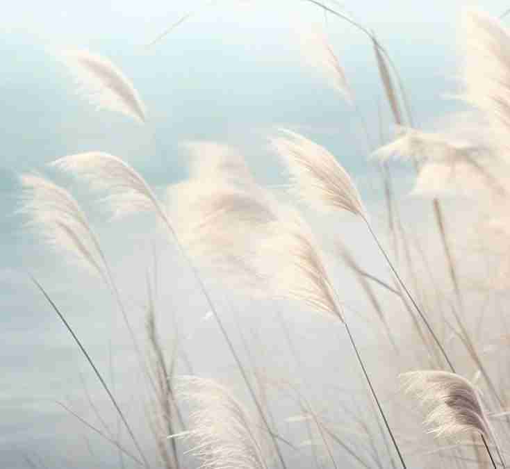 Herbes Sauvages - Panoramique mural - Illulart: Papier peint panoramique