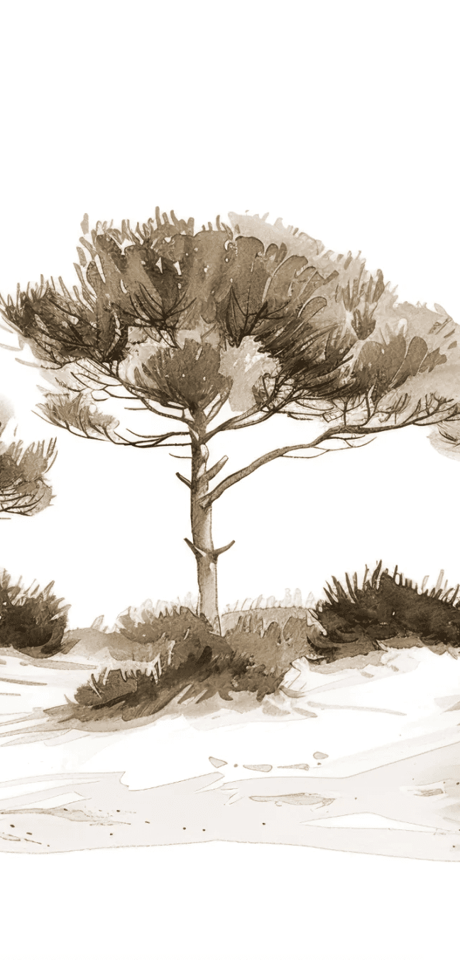 Les Pins de la Plage : Évasion Naturelle Couleur Sépia - Illulart: Papier peint panoramique