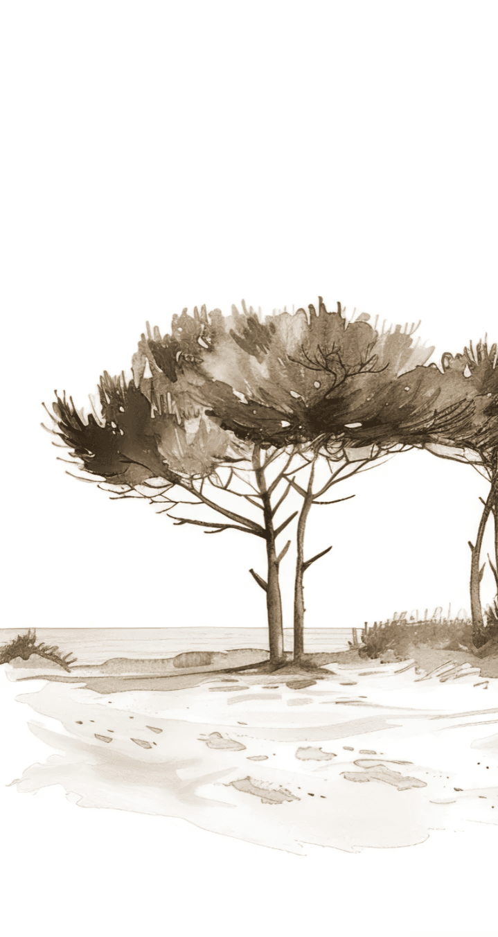 Les Pins de la Plage : Évasion Naturelle Couleur Sépia - Illulart: Papier peint panoramique