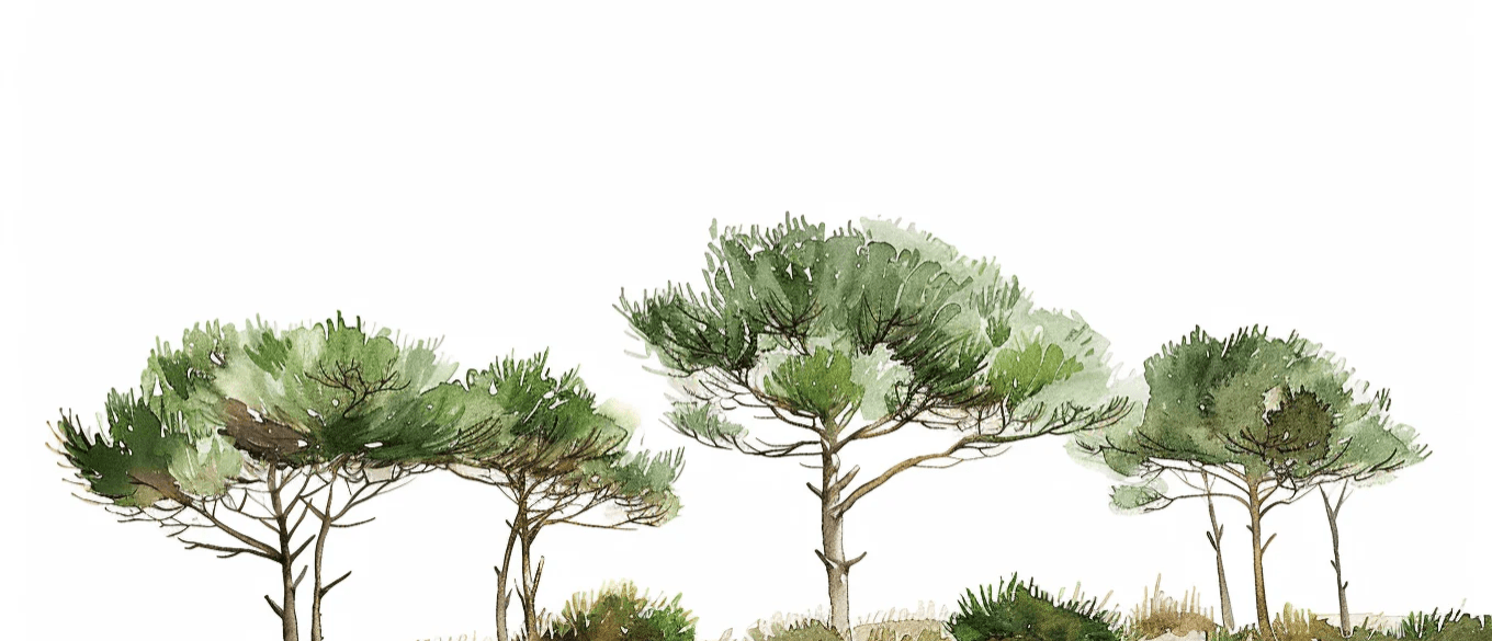 Les Pins de la Plage : Évasion Naturelle