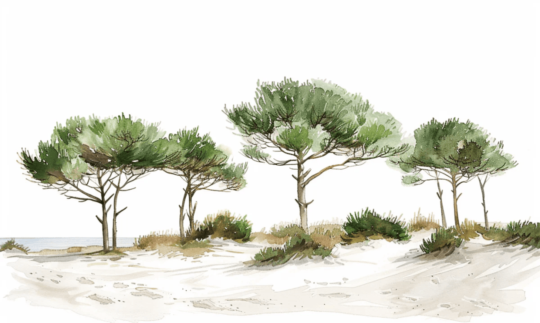 Les Pins de la Plage : Évasion Naturelle - Illulart: Papier peint panoramique