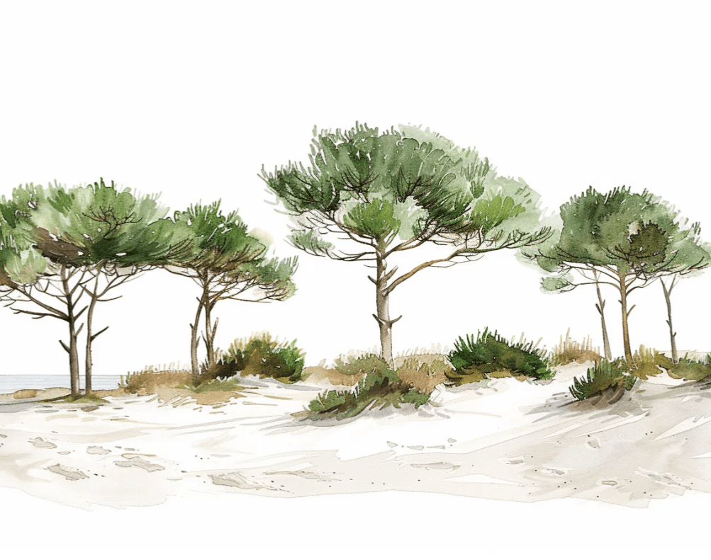 Les Pins de la Plage : Évasion Naturelle - Illulart: Papier peint panoramique