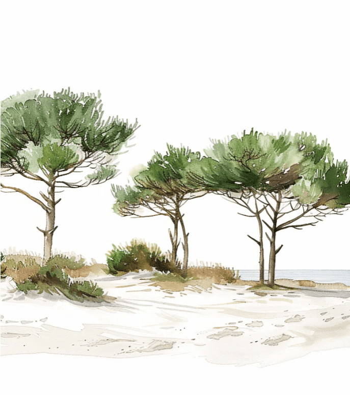 Les Pins de la Plage : Évasion Naturelle - Illulart: Papier peint panoramique