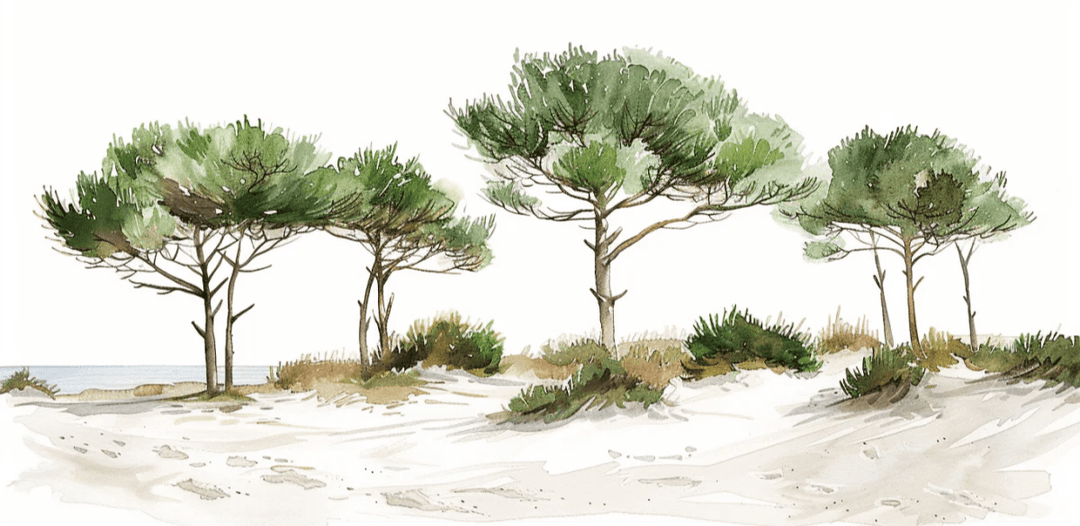 Les Pins de la Plage : Évasion Naturelle - Illulart: Papier peint panoramique