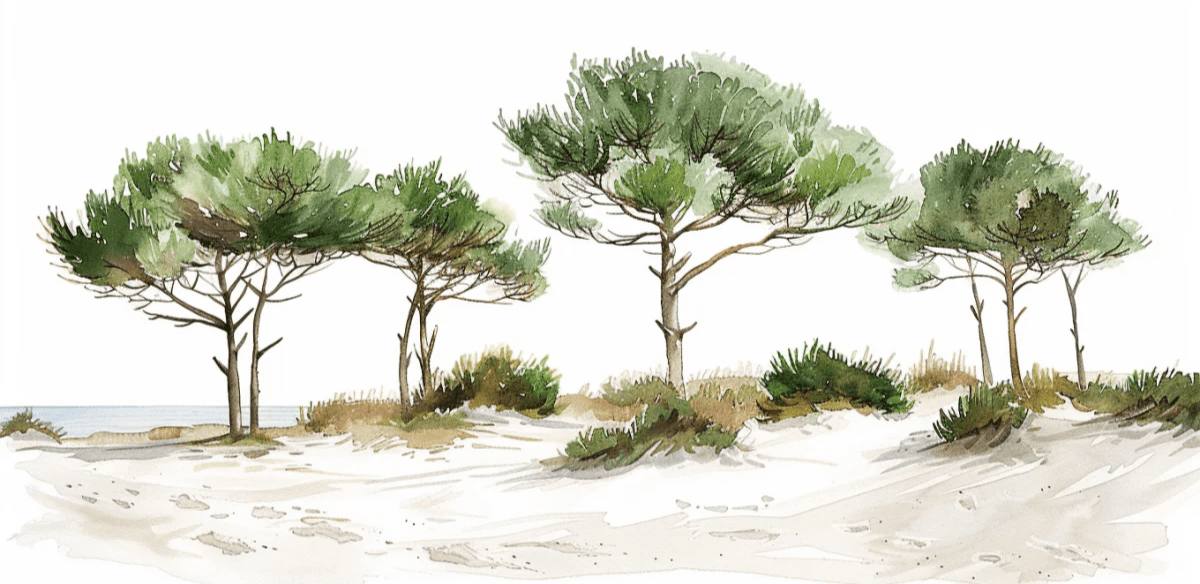 Les Pins de la Plage : Évasion Naturelle - Illulart: Papier peint panoramique