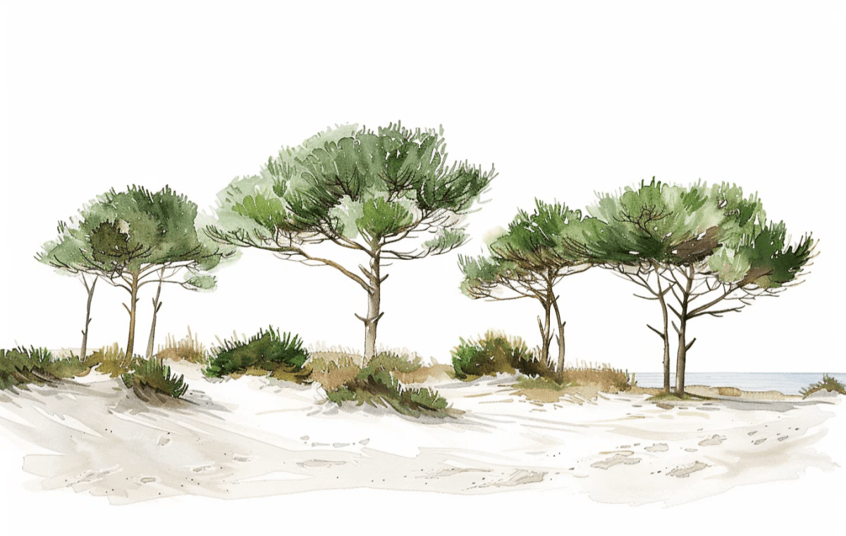 Les Pins de la Plage : Évasion Naturelle - Illulart: Papier peint panoramique