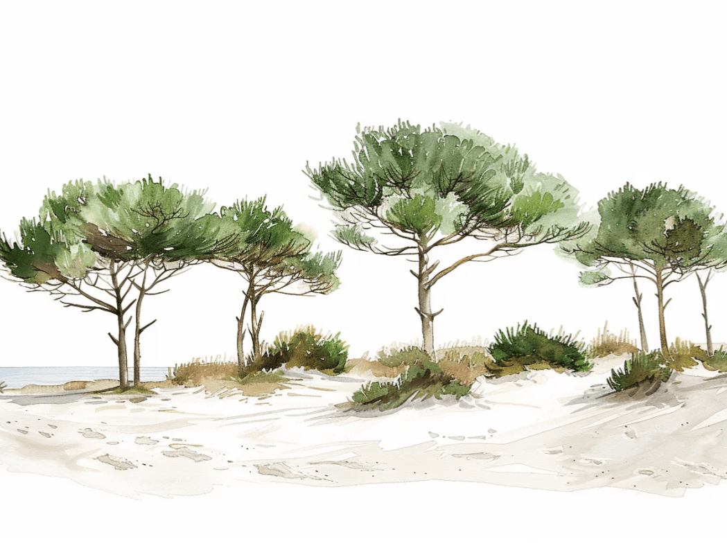 Les Pins de la Plage : Évasion Naturelle - Illulart: Papier peint panoramique