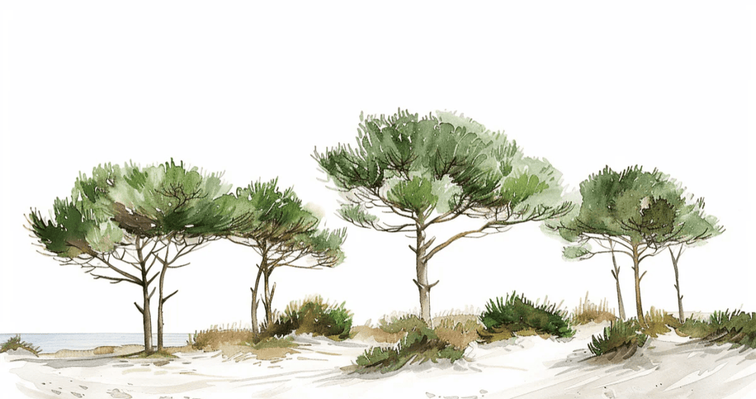 Les Pins de la Plage : Évasion Naturelle - Illulart: Papier peint panoramique