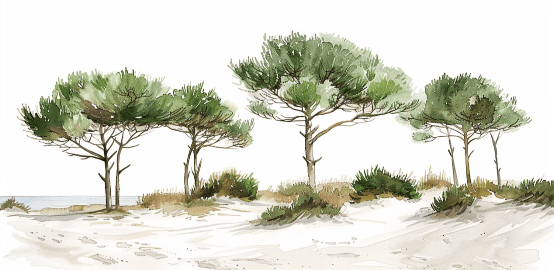 Les Pins de la Plage : Évasion Naturelle - Illulart: Papier peint panoramique