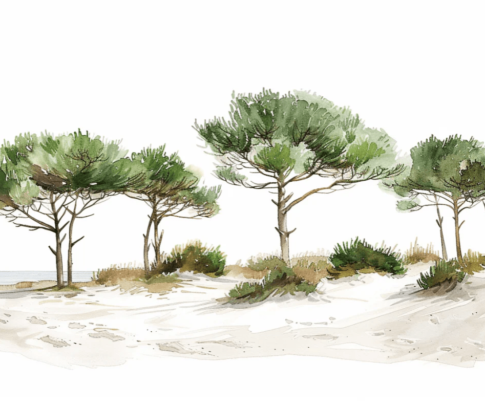 Les Pins de la Plage : Évasion Naturelle - Illulart: Papier peint panoramique