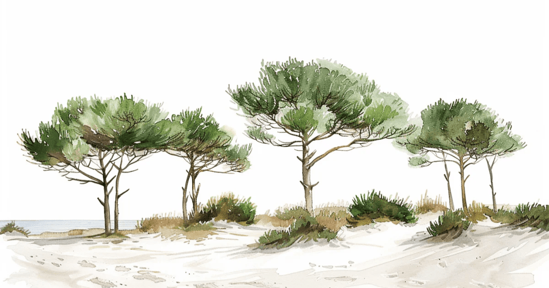 Les Pins de la Plage : Évasion Naturelle - Illulart: Papier peint panoramique