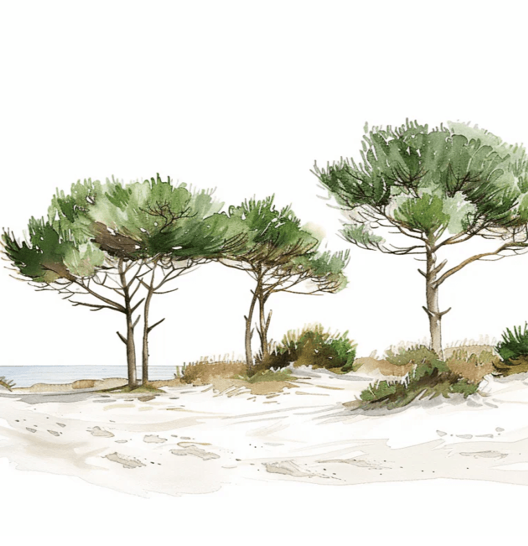 Les Pins de la Plage : Évasion Naturelle - Illulart: Papier peint panoramique