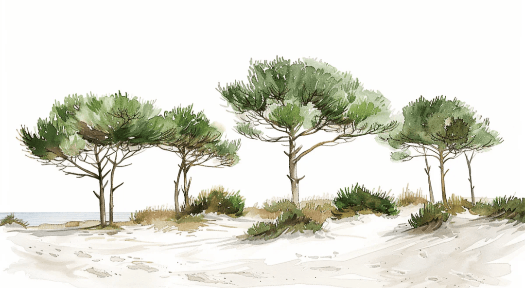Les Pins de la Plage : Évasion Naturelle - Illulart: Papier peint panoramique