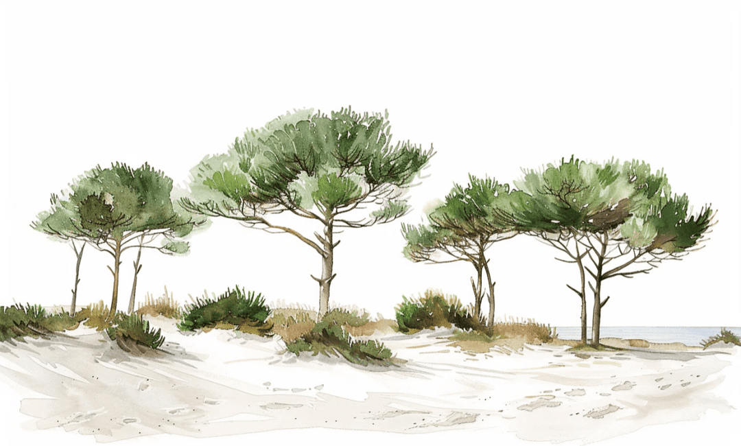 Les Pins de la Plage : Évasion Naturelle - Illulart: Papier peint panoramique