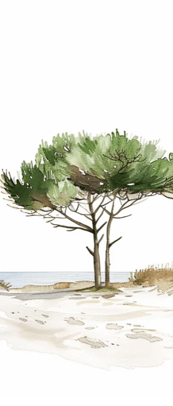 Les Pins de la Plage : Évasion Naturelle - Illulart: Papier peint panoramique