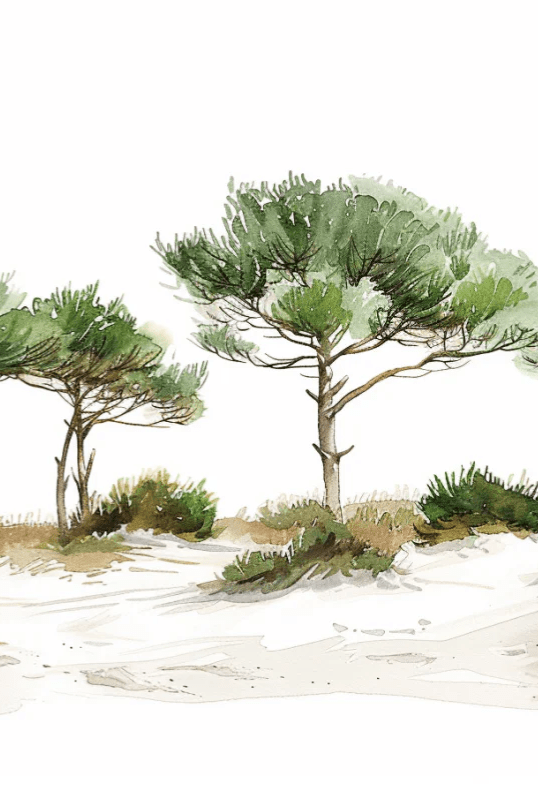 Les Pins de la Plage : Évasion Naturelle - Illulart: Papier peint panoramique