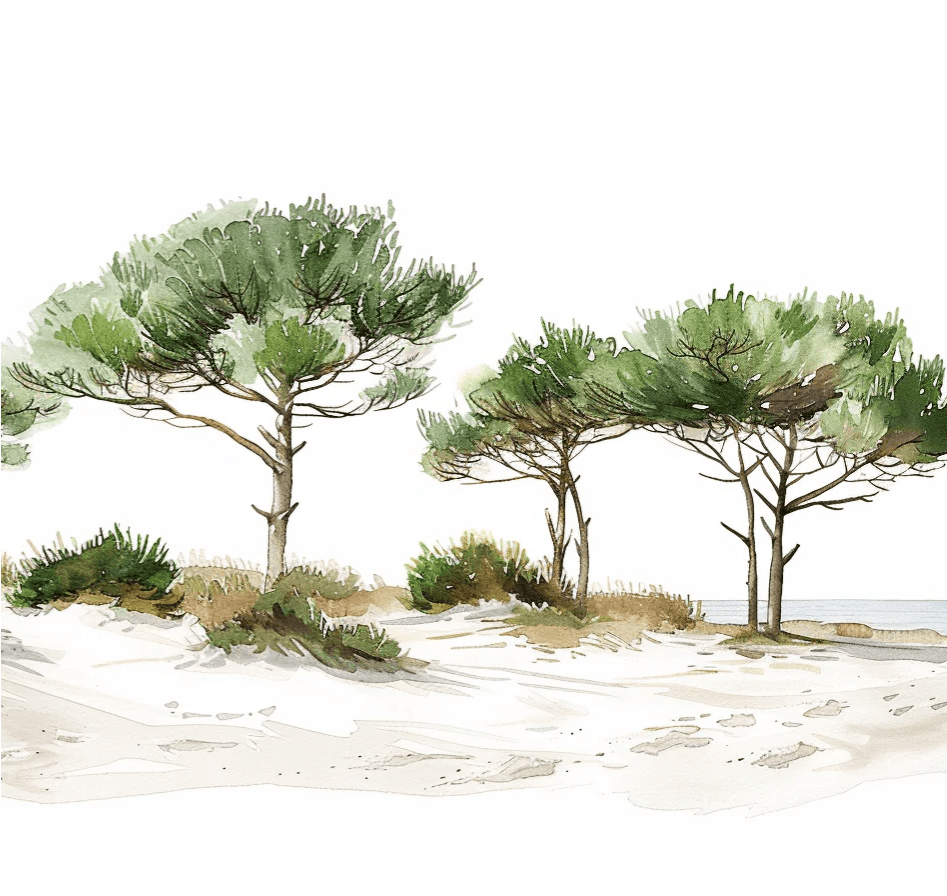Les Pins de la Plage : Évasion Naturelle