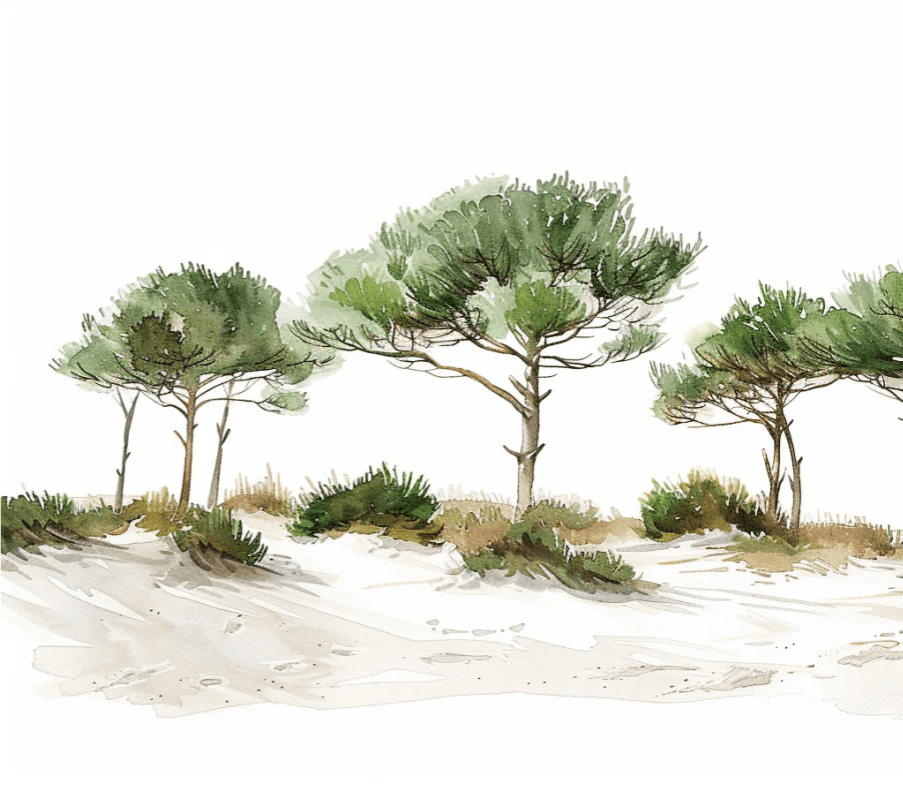 Les Pins de la Plage : Évasion Naturelle - Illulart: Papier peint panoramique
