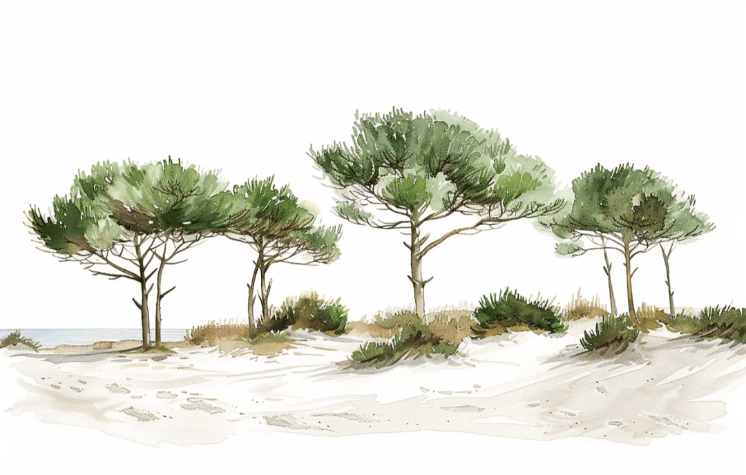 Les Pins de la Plage : Évasion Naturelle - Illulart: Papier peint panoramique