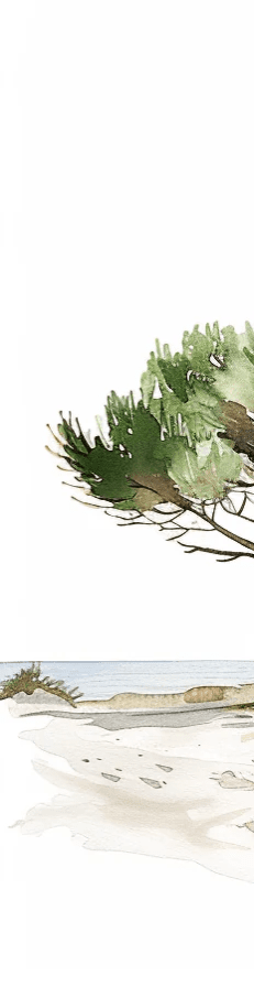 Les Pins de la Plage : Évasion Naturelle - Illulart: Papier peint panoramique