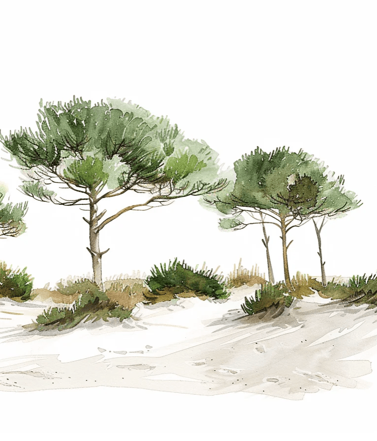 Les Pins de la Plage : Évasion Naturelle