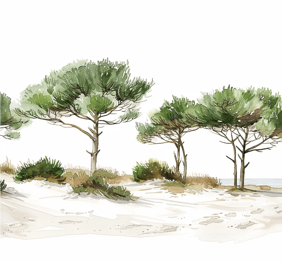 Les Pins de la Plage : Évasion Naturelle