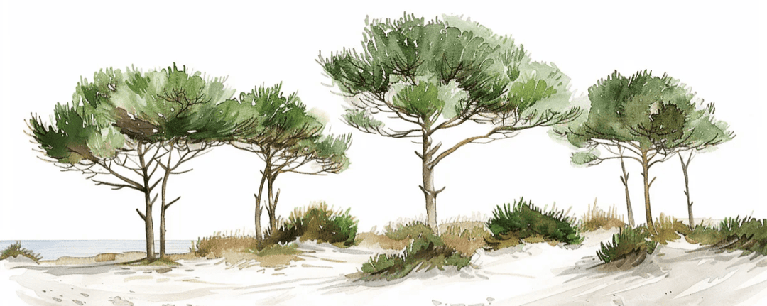 Les Pins de la Plage : Évasion Naturelle - Illulart: Papier peint panoramique