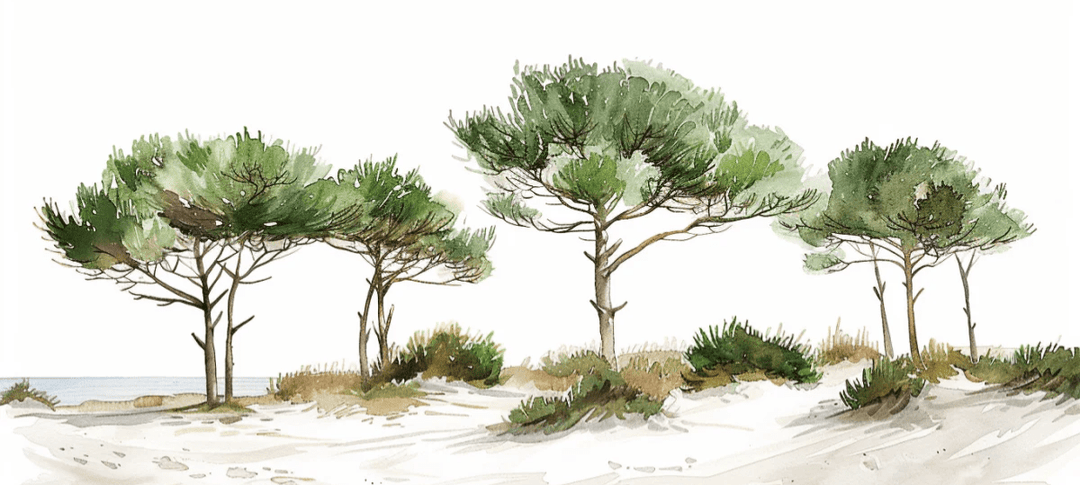 Les Pins de la Plage : Évasion Naturelle - Illulart: Papier peint panoramique