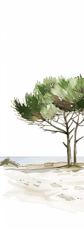 Les Pins de la Plage : Évasion Naturelle - Illulart: Papier peint panoramique