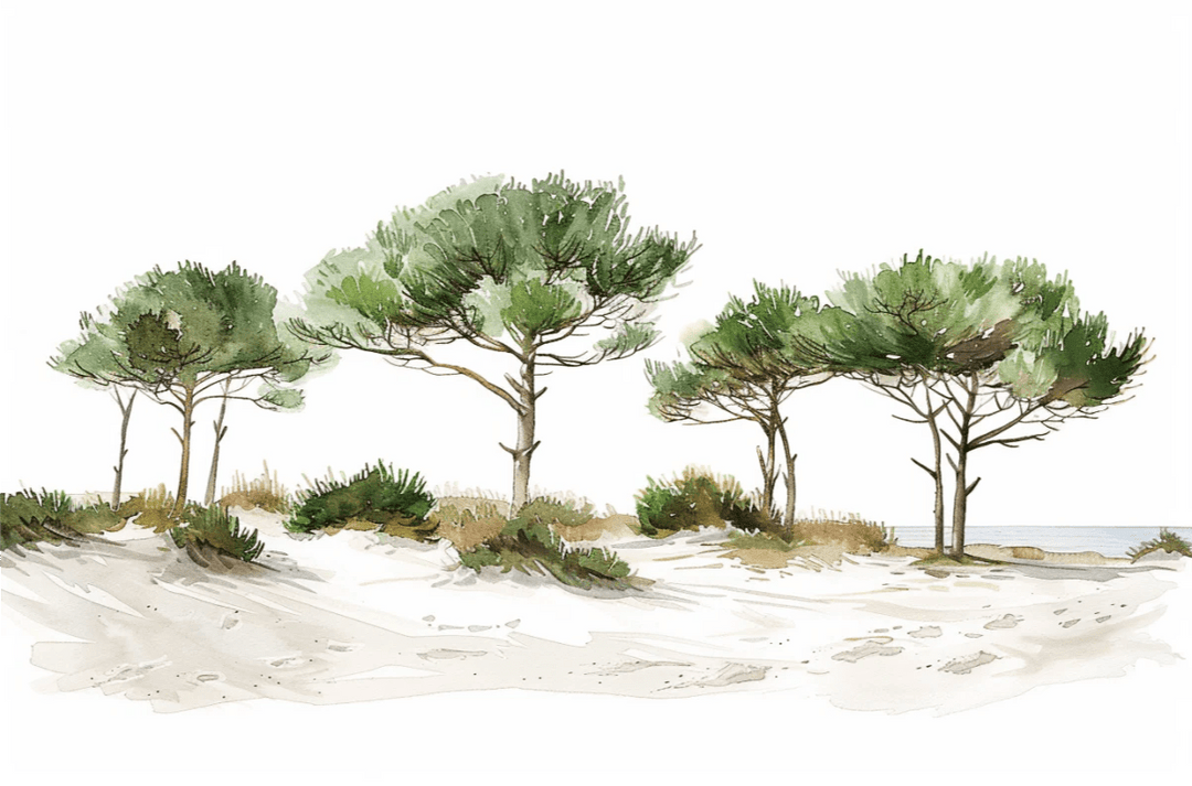 Les Pins de la Plage : Évasion Naturelle - Illulart: Papier peint panoramique