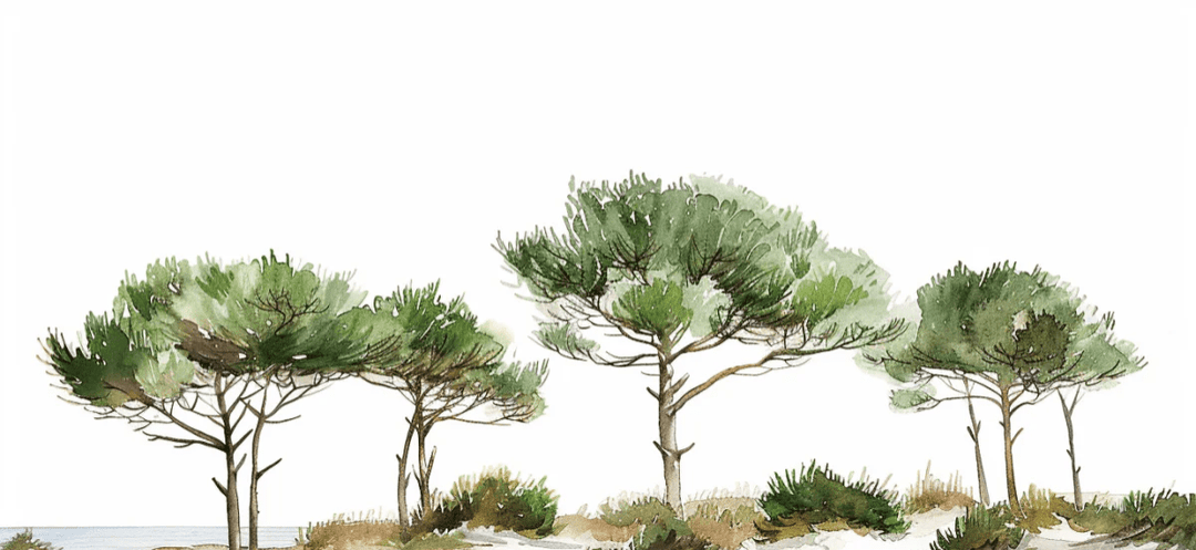 Les Pins de la Plage : Évasion Naturelle - Illulart: Papier peint panoramique