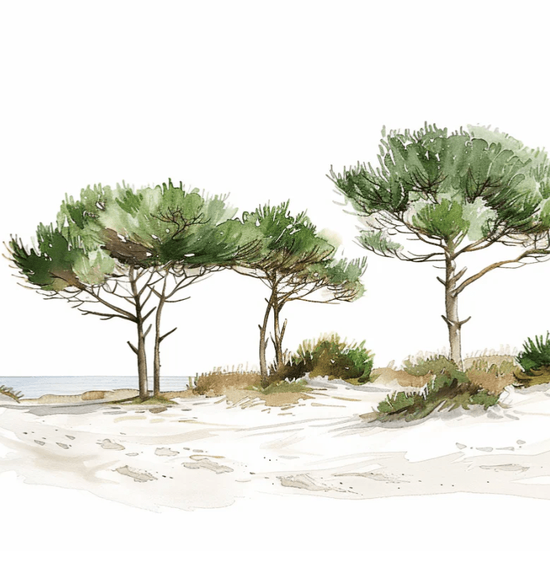 Les Pins de la Plage : Évasion Naturelle - Illulart: Papier peint panoramique