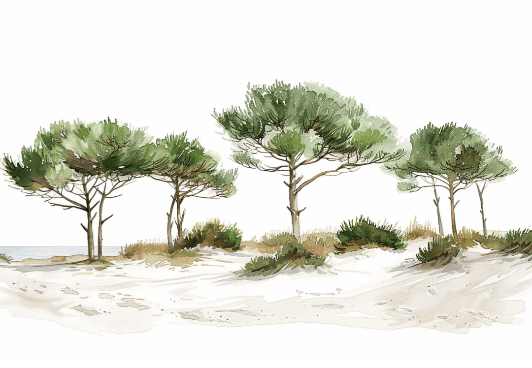 Les Pins de la Plage : Évasion Naturelle - Illulart: Papier peint panoramique