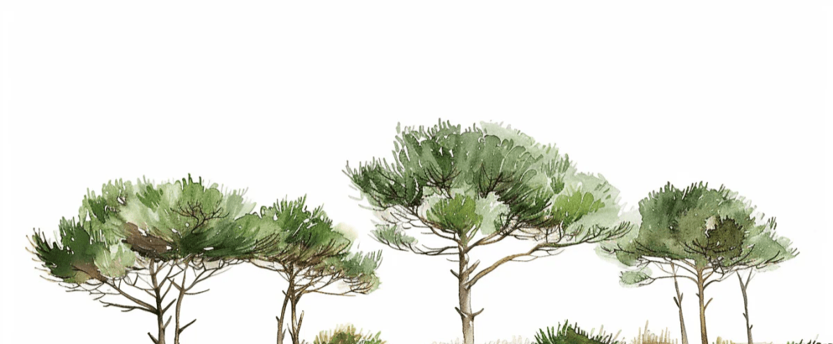 Les Pins de la Plage : Évasion Naturelle - Illulart: Papier peint panoramique