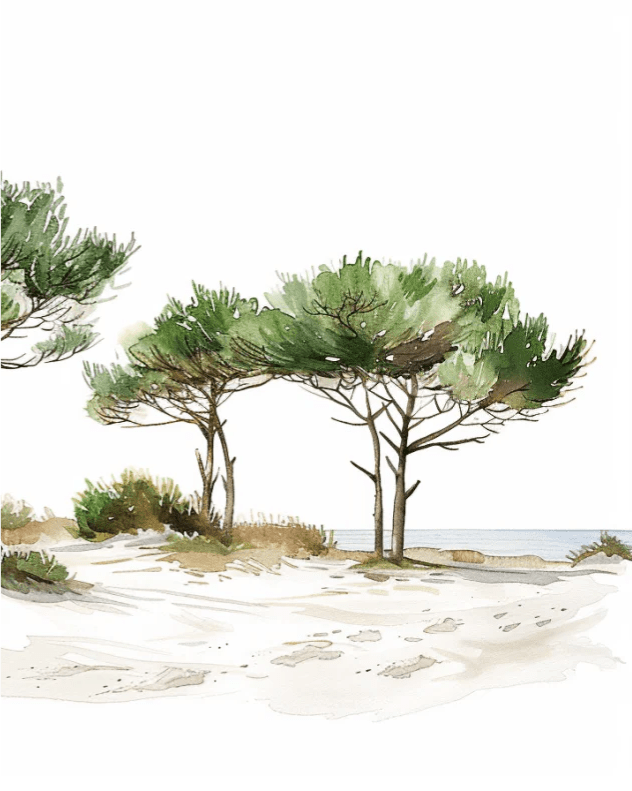 Les Pins de la Plage : Évasion Naturelle - Illulart: Papier peint panoramique