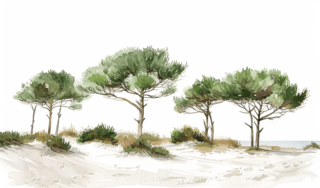 Les Pins de la Plage : Évasion Naturelle - Illulart: Papier peint panoramique