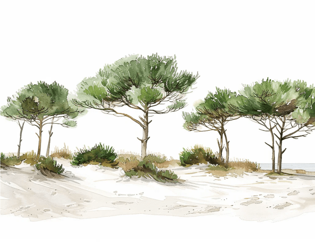 Les Pins de la Plage : Évasion Naturelle - Illulart: Papier peint panoramique