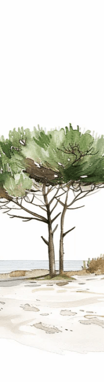 Les Pins de la Plage : Évasion Naturelle - Illulart: Papier peint panoramique