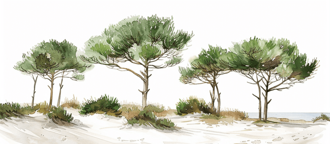 Les Pins de la Plage : Évasion Naturelle - Illulart: Papier peint panoramique