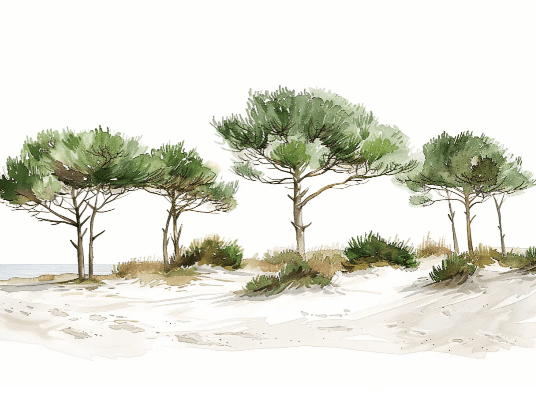 Les Pins de la Plage : Évasion Naturelle - Illulart: Papier peint panoramique