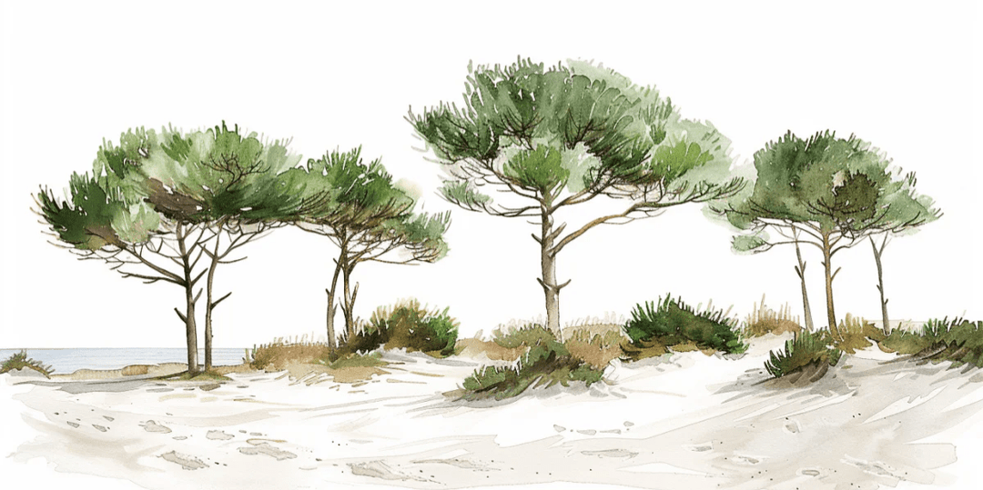 Les Pins de la Plage : Évasion Naturelle - Illulart: Papier peint panoramique