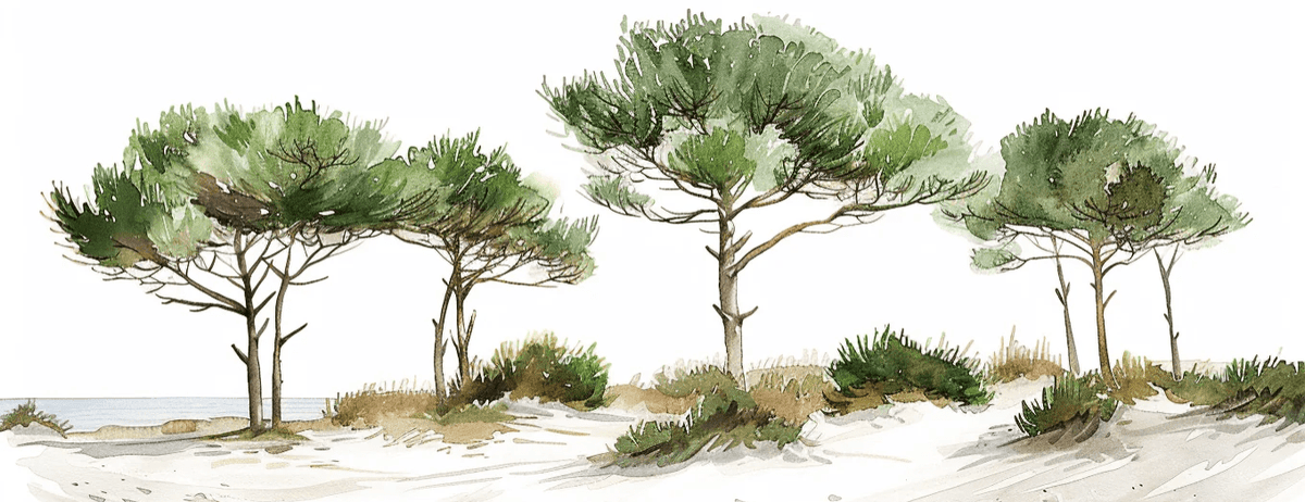 Les Pins de la Plage : Évasion Naturelle - Illulart: Papier peint panoramique