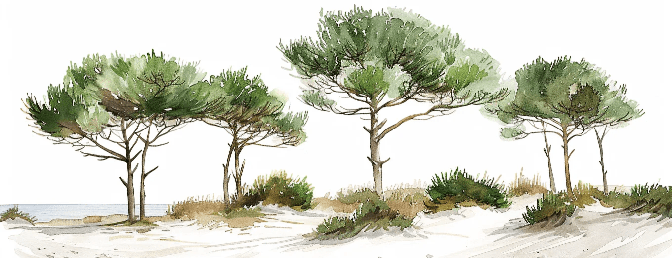 Les Pins de la Plage : Évasion Naturelle