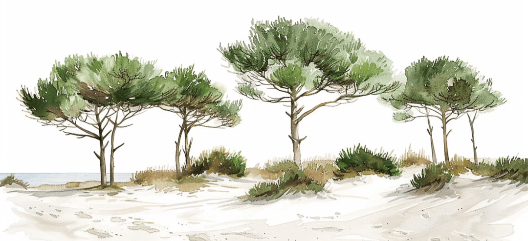Les Pins de la Plage : Évasion Naturelle - Illulart: Papier peint panoramique