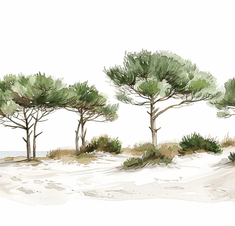 Les Pins de la Plage : Évasion Naturelle - Illulart: Papier peint panoramique