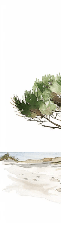 Les Pins de la Plage : Évasion Naturelle - Illulart: Papier peint panoramique